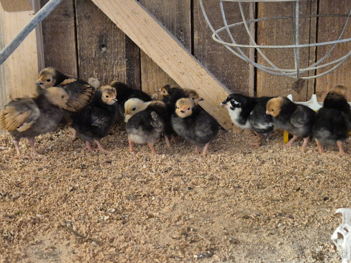 Kuriatka forverky - 2