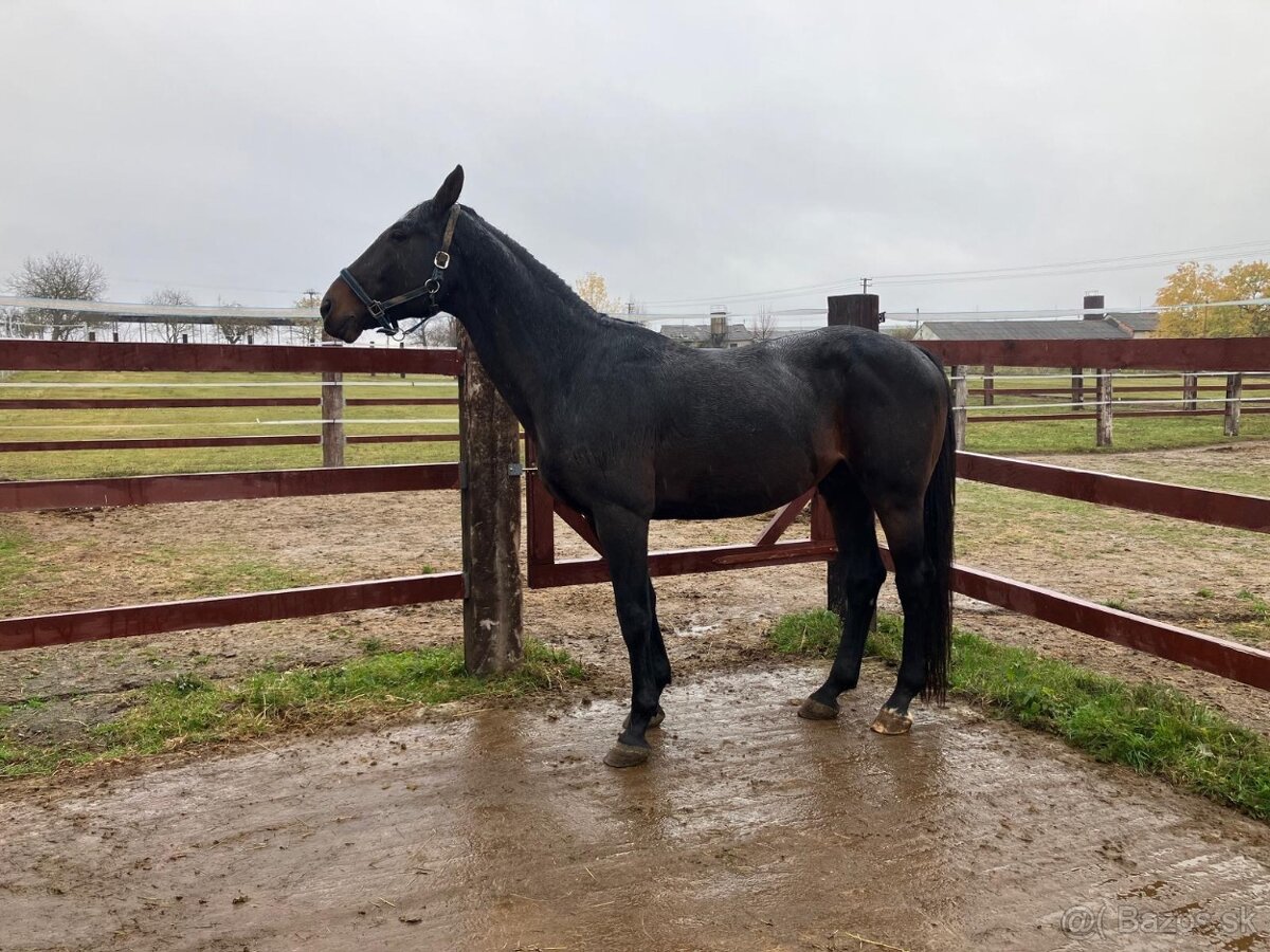 Pripúštanie žrebcom Furioso - 2