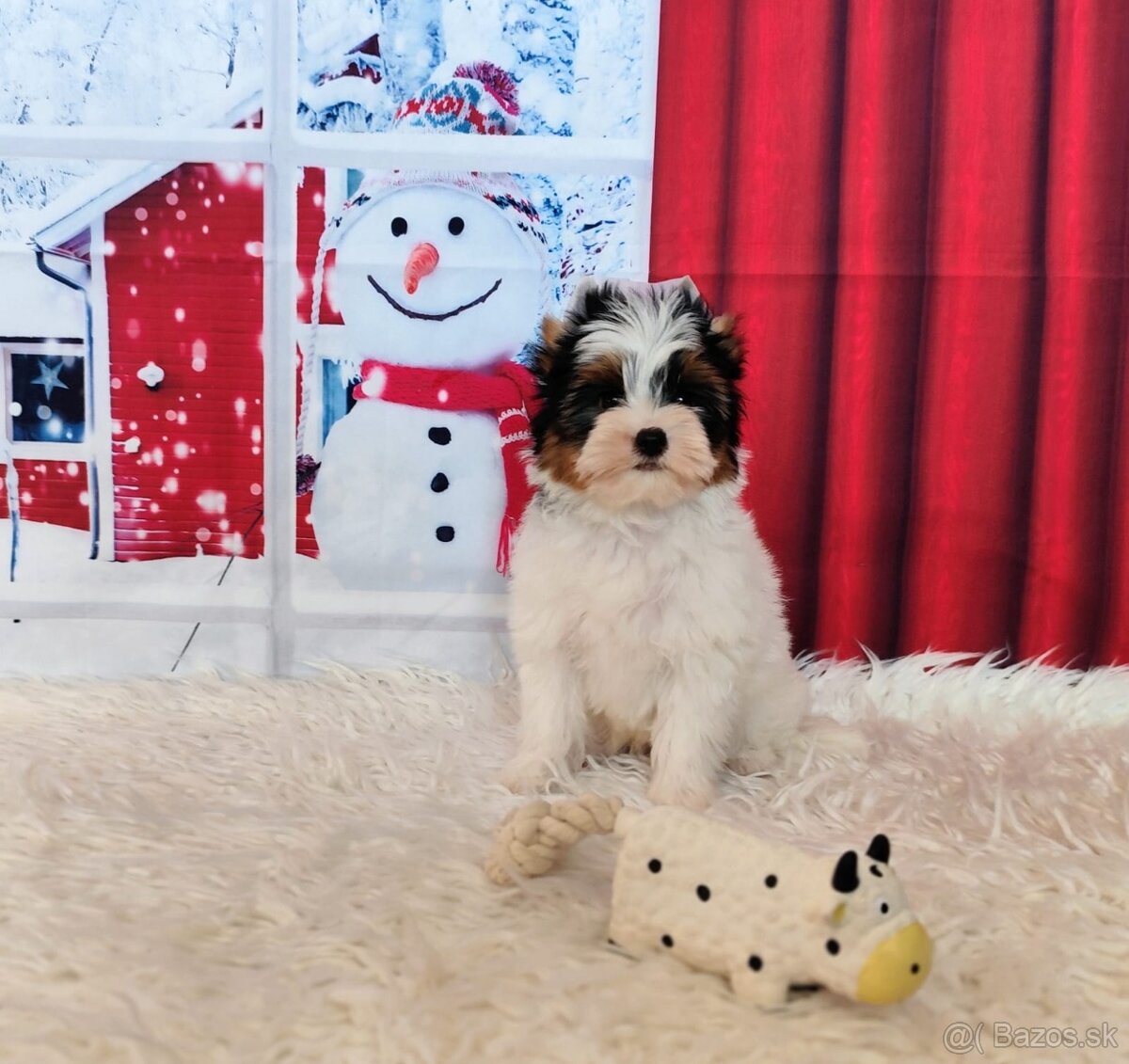 Yorkshire teriér, Biewer, Biro, Yorkshire teriér s PP - 2