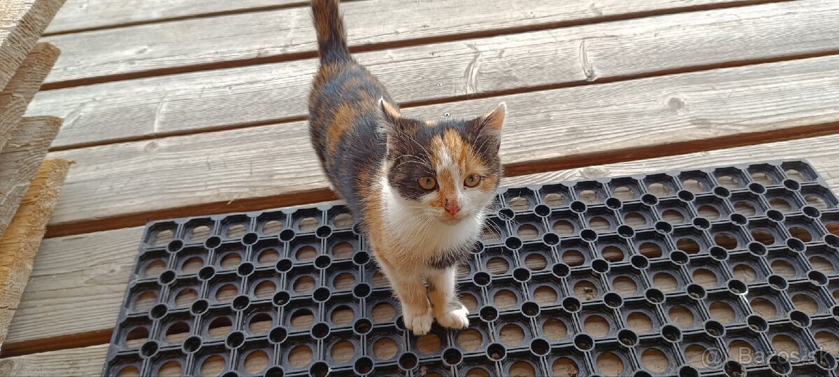 Ďarujem mačiatka - 2