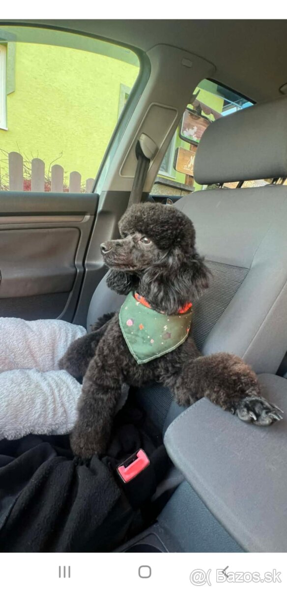 Trpasličí pudel - 2