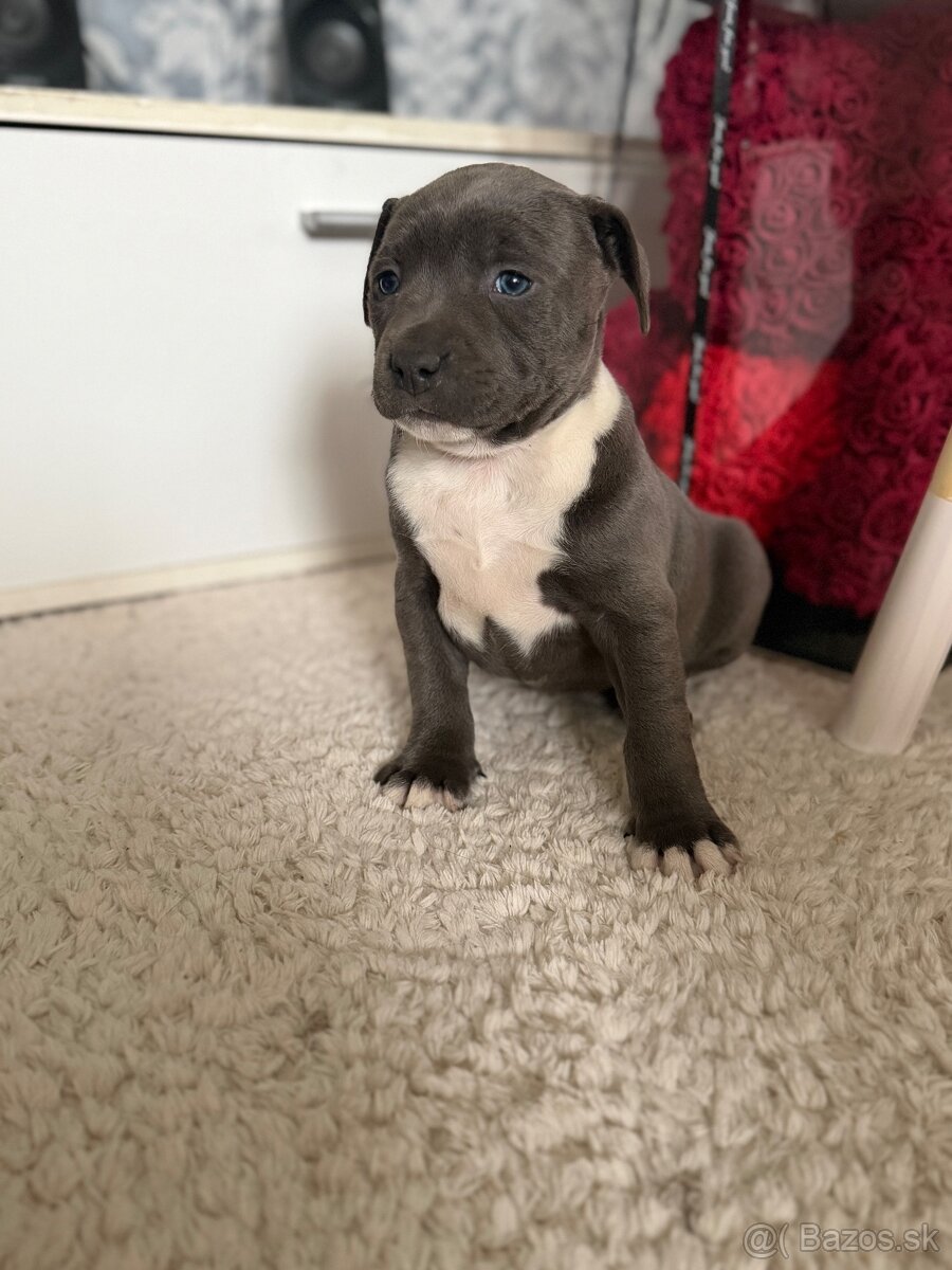 Americký stafordšírsky teriér - 2