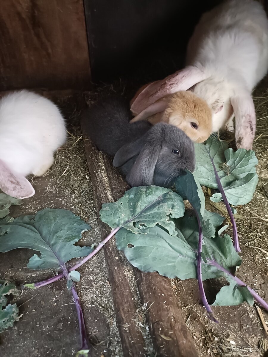 Králiky - 2