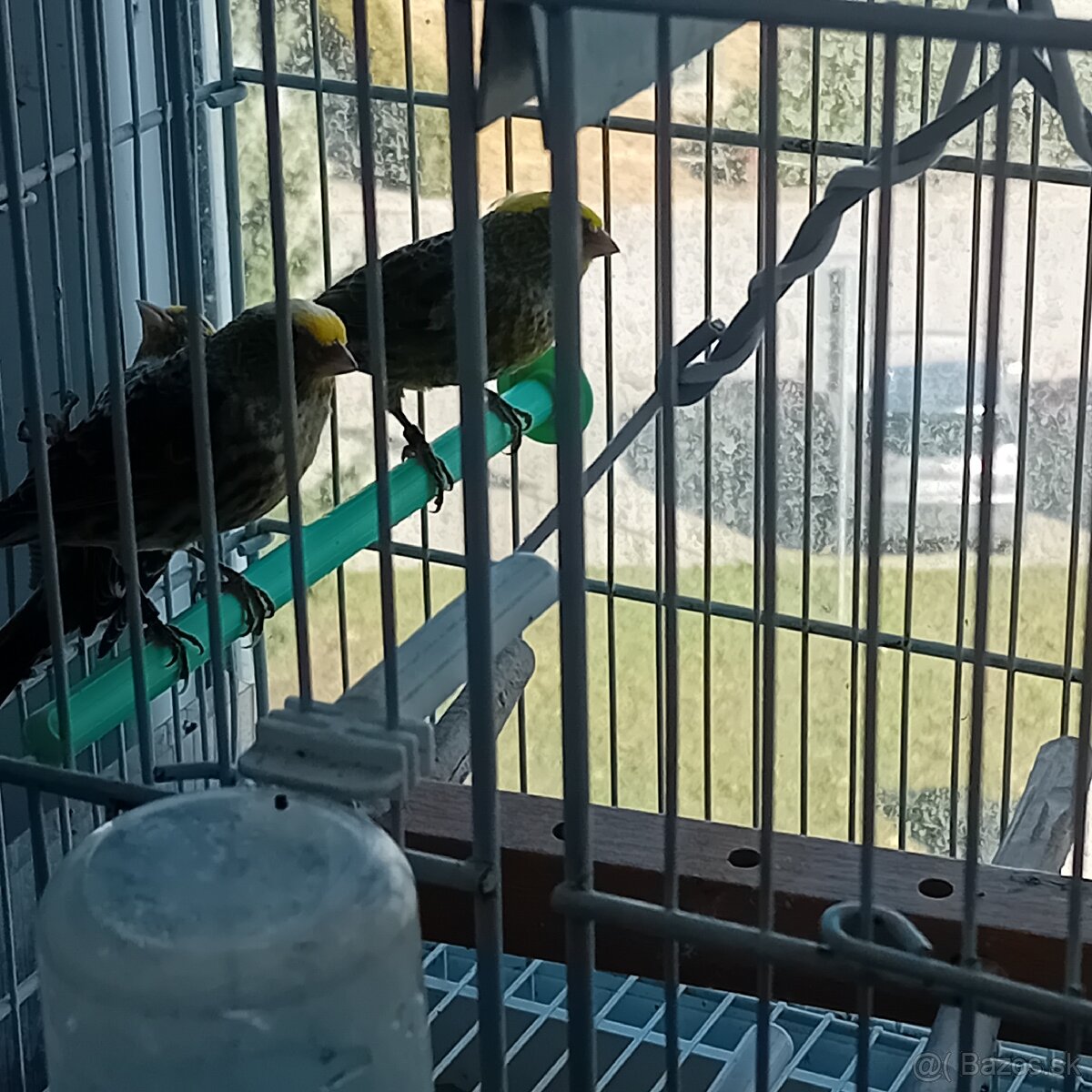 Predam kanarikov lizard - 2