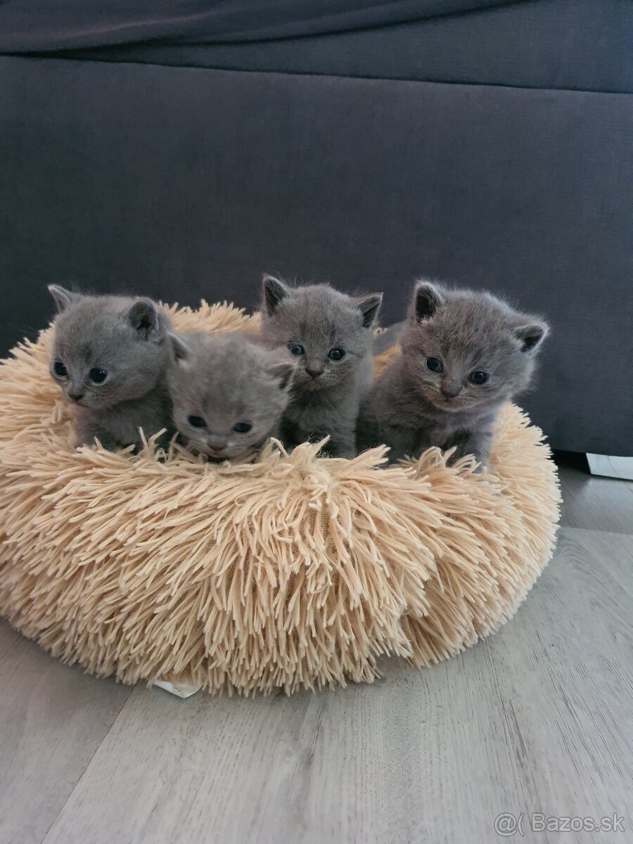 Britské mačiatka - 2