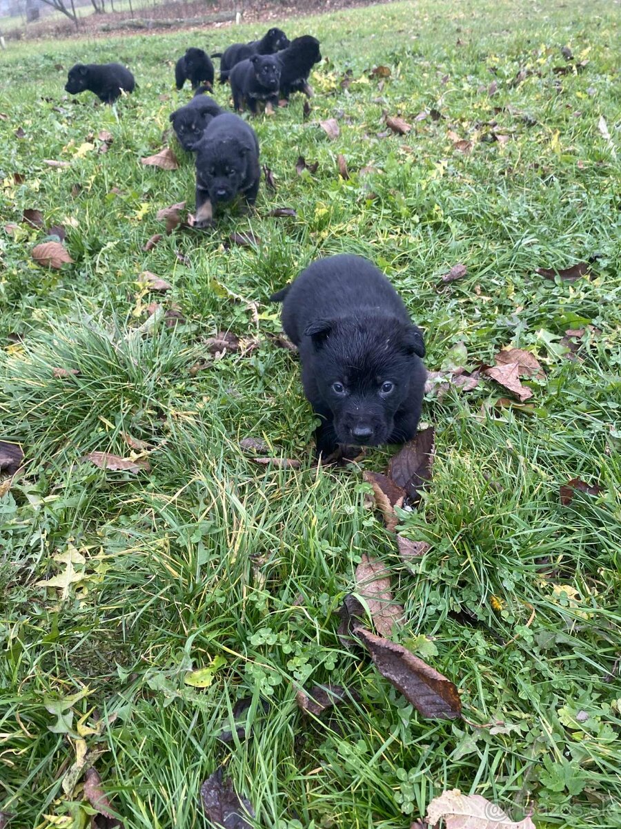 Nemecký ovčiak šteniatka - 2