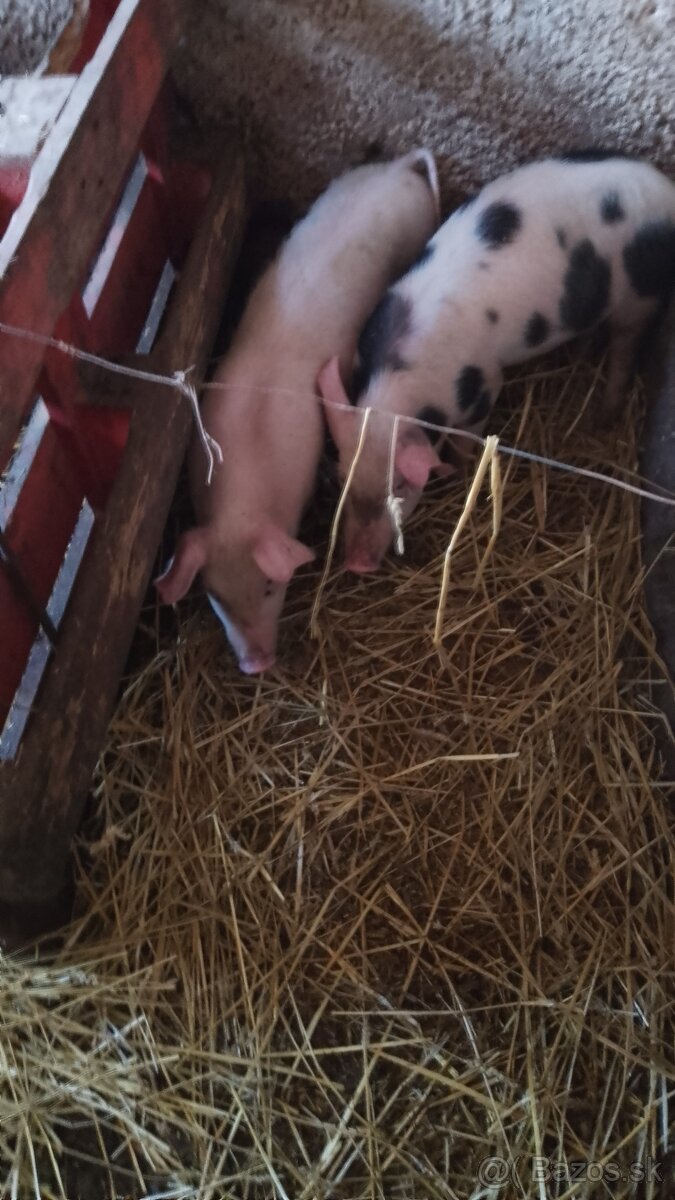 Predám odstavčatá - 2