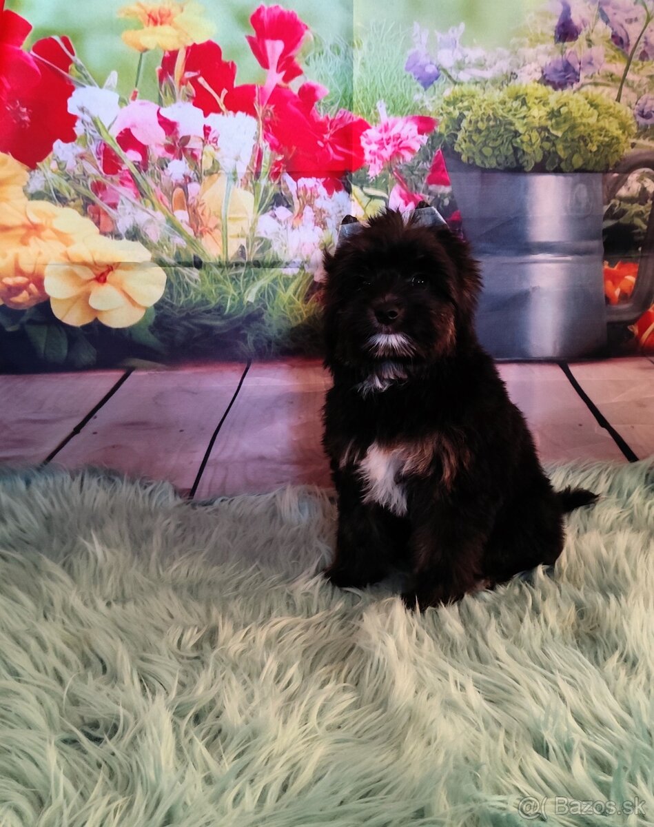 Yorkshire terrier - 2