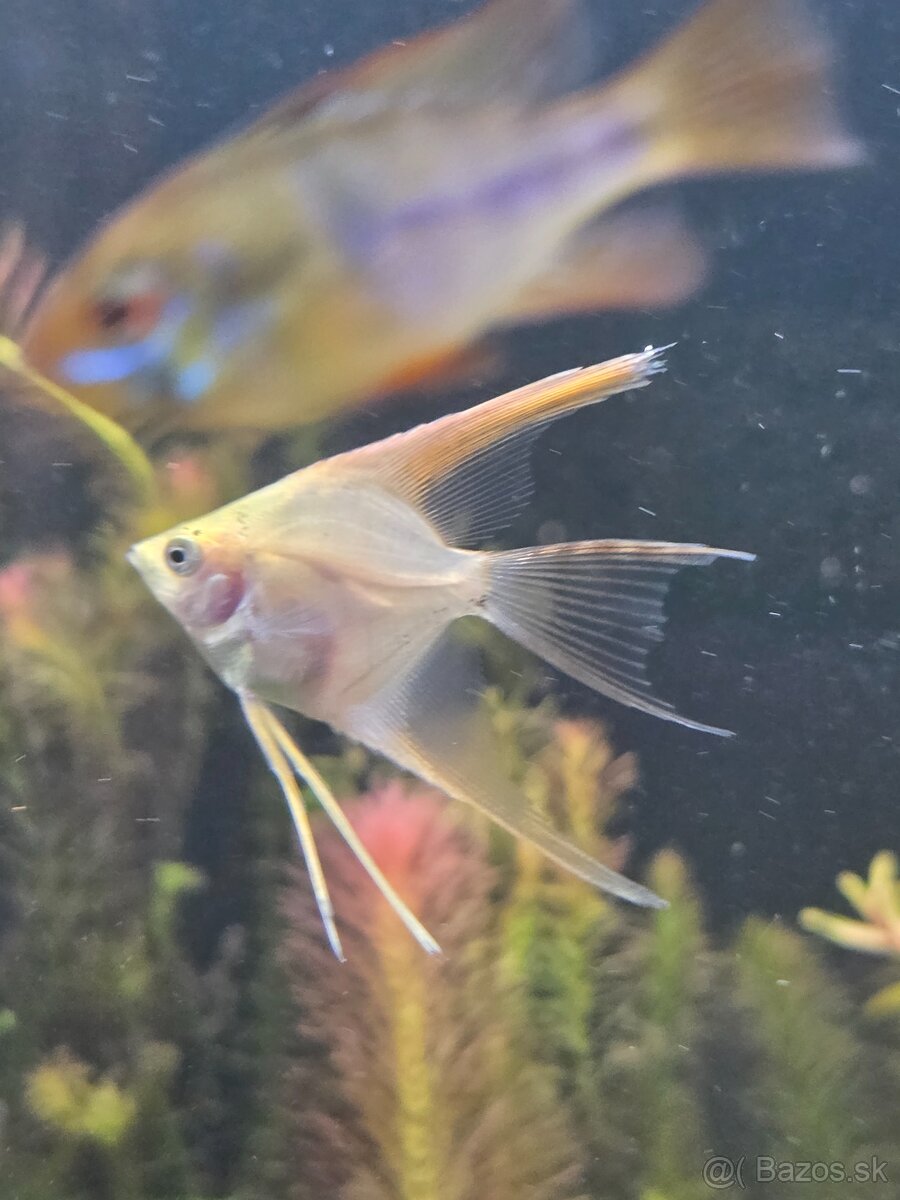 Skalár mramorový - 2