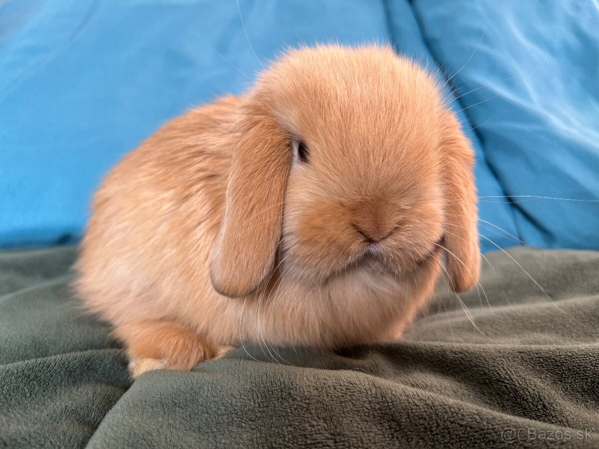 Mini Lop k rezervácii - 2