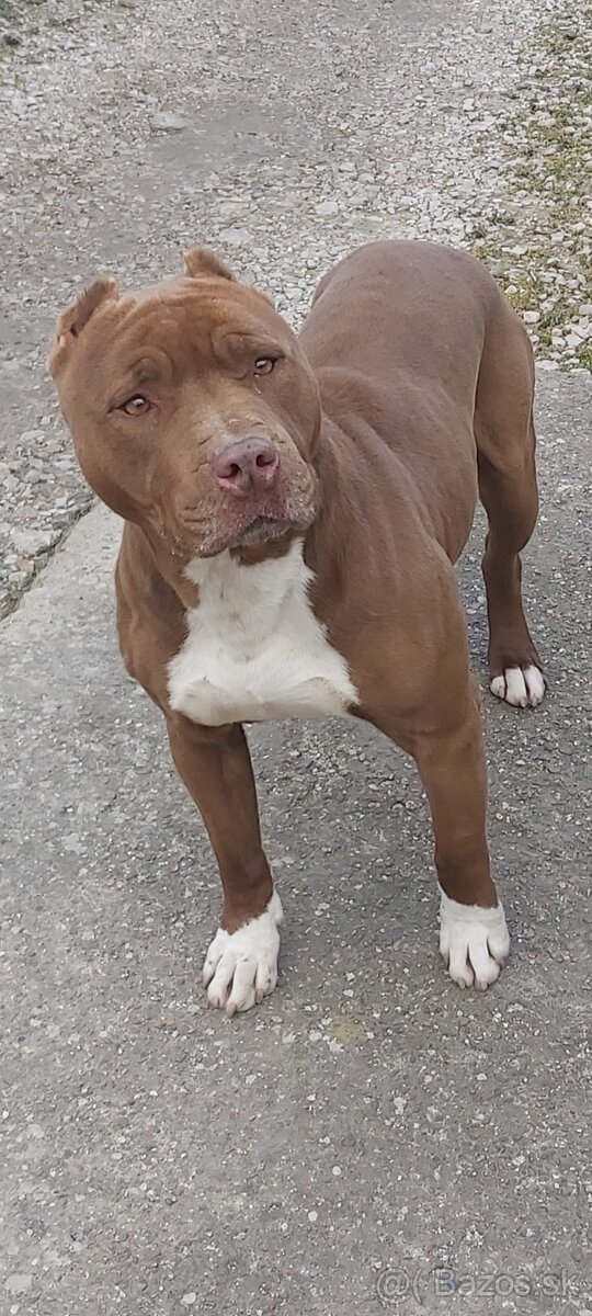 Americky pitbull - 2