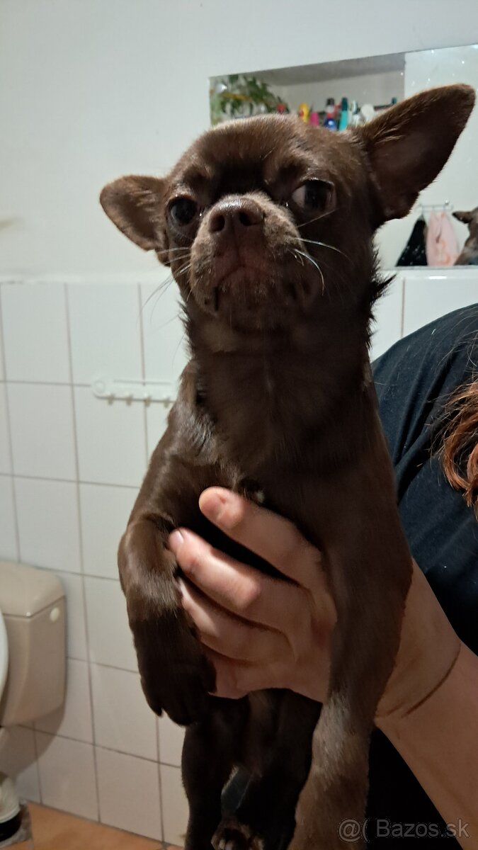 Čivava krátkosrstá - 2