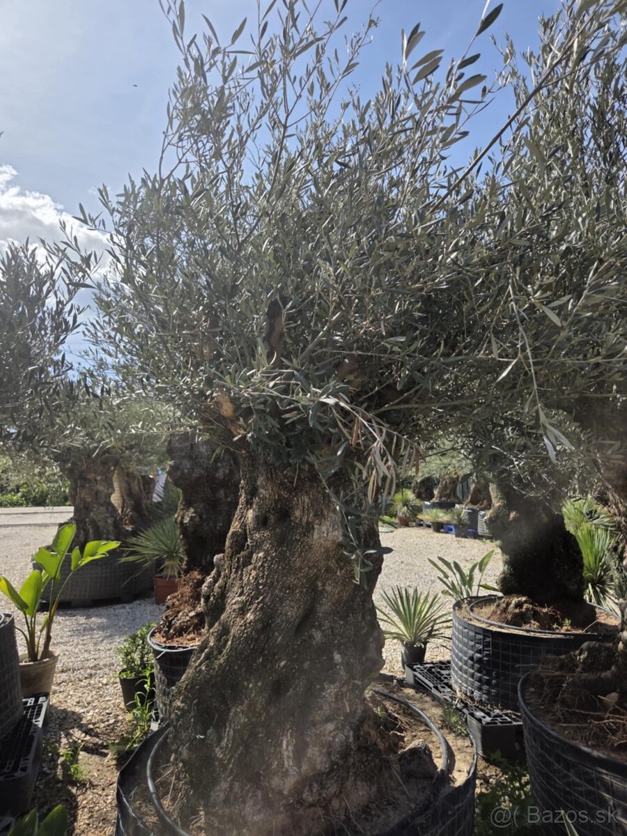 ‼️Akcia‼️ Olivovníky Bonsai - 2