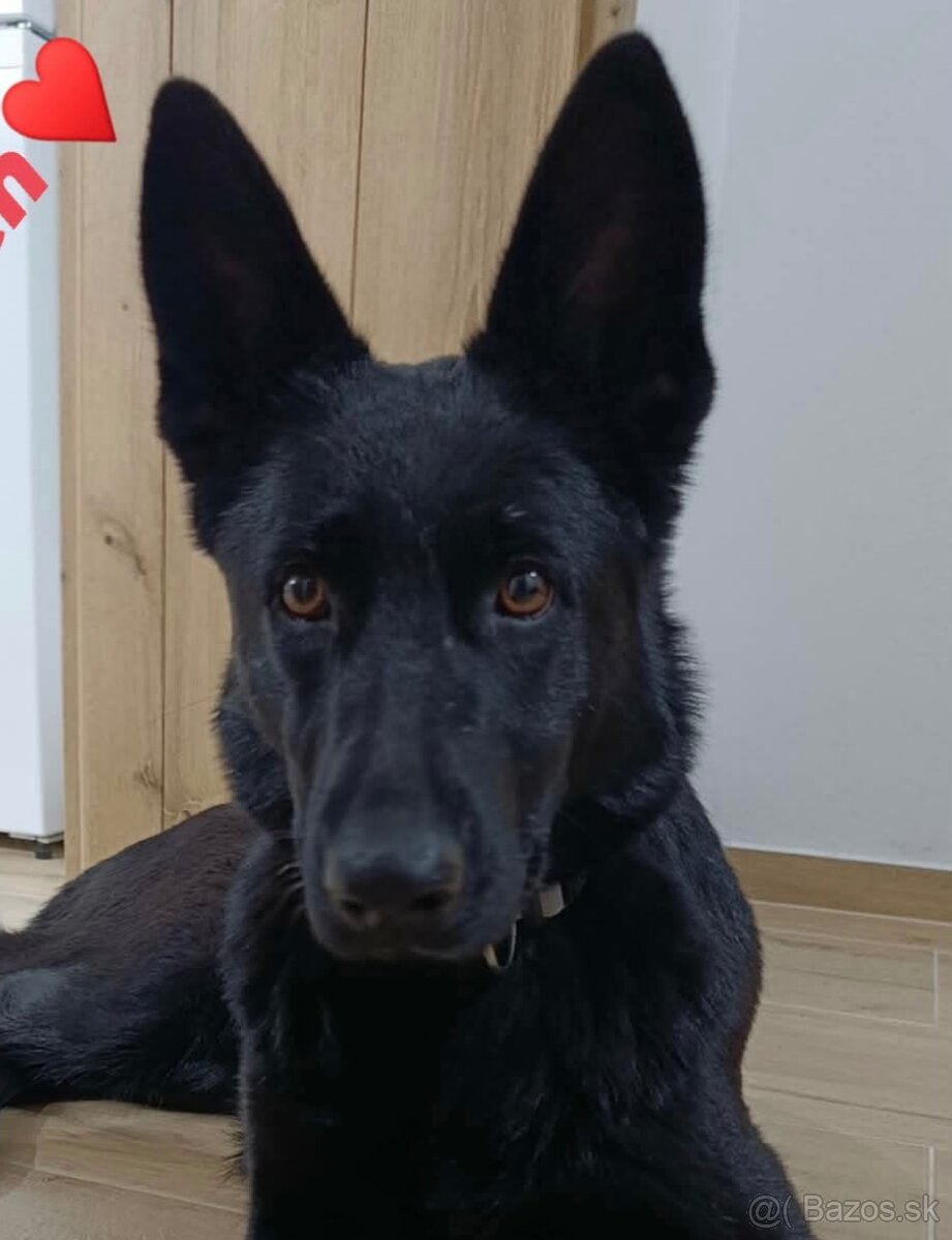 Nemecký ovčiak- sučka - 2