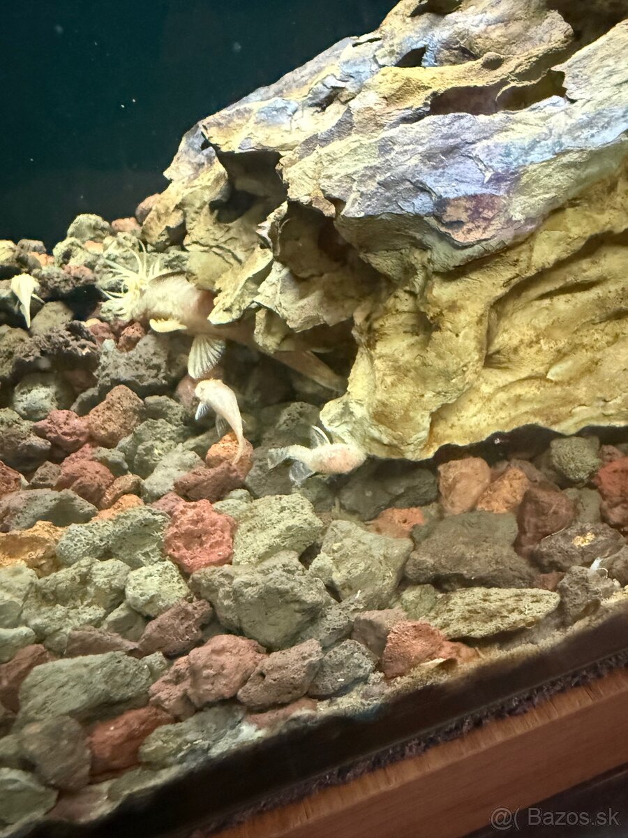 Predam prisavnikov - 2