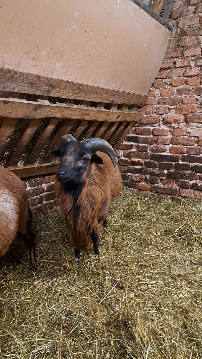 Baran Kamerunsky - 2