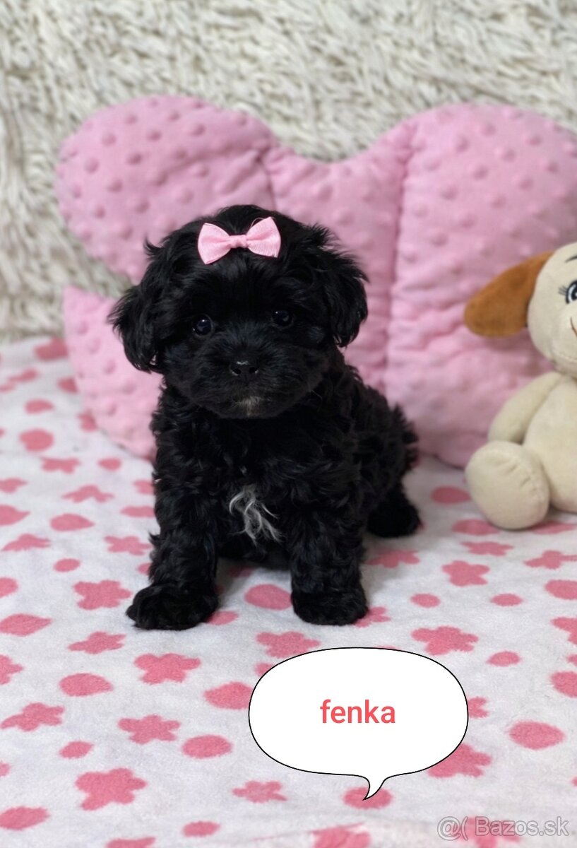 Maltipoo pudl pudlík - 2