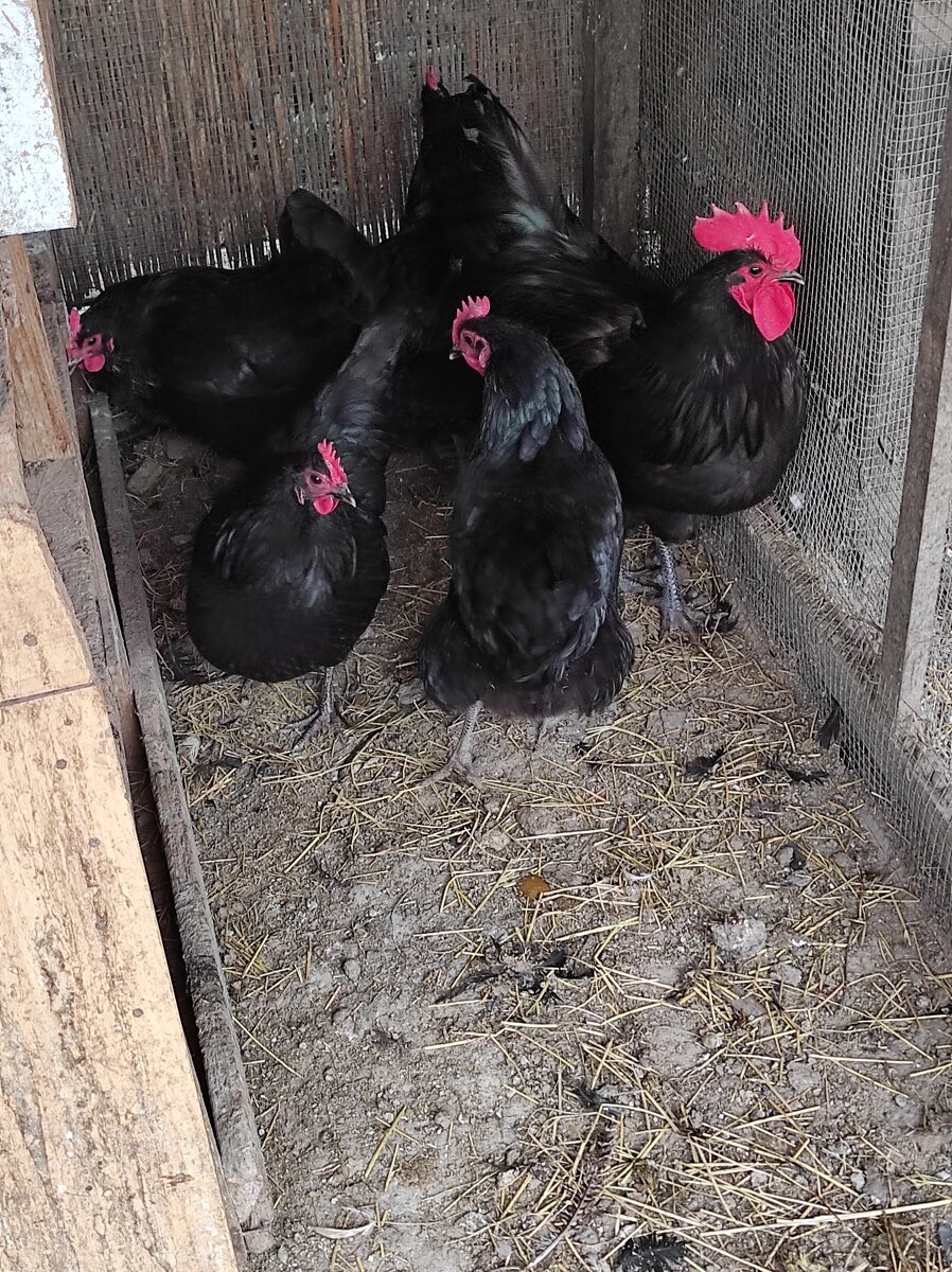 Nasadové vajcia - 2