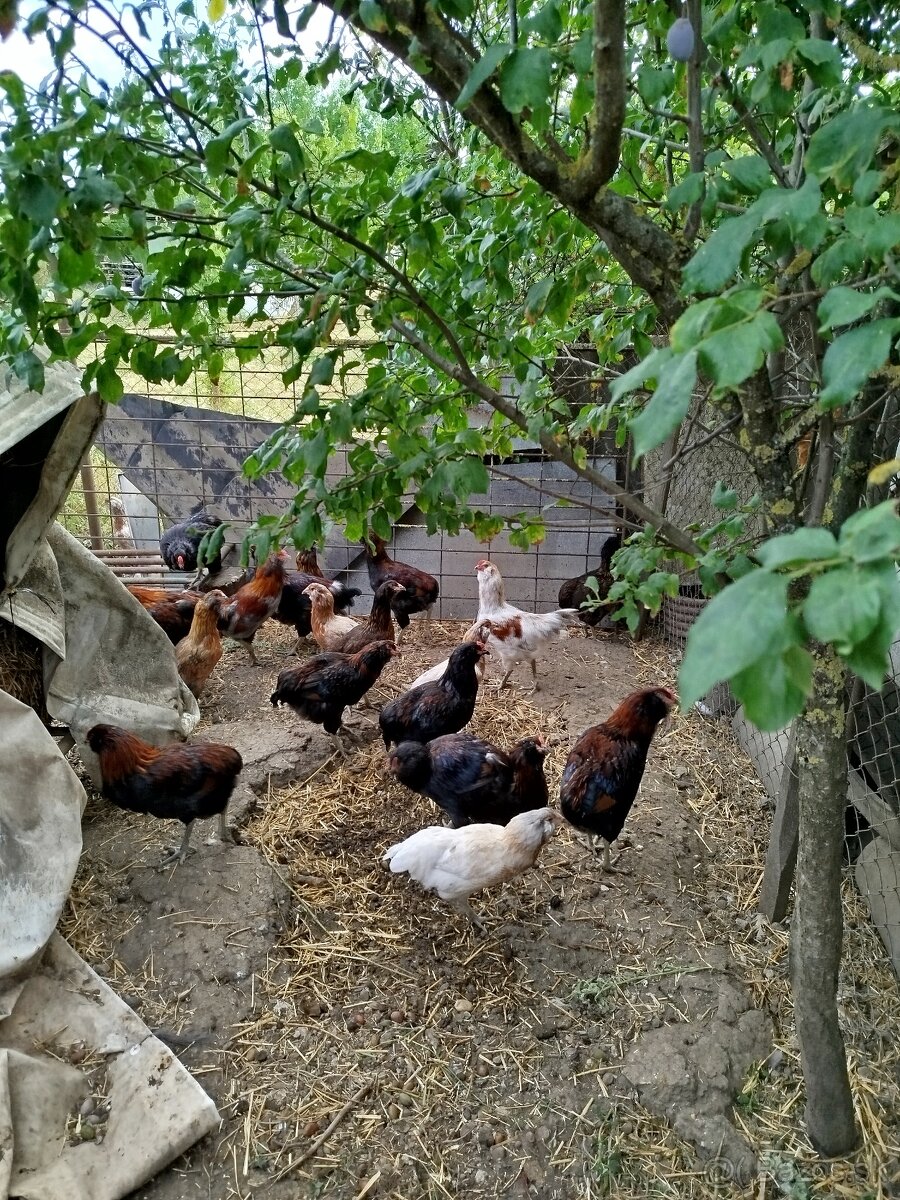 Araucana kohut - 2