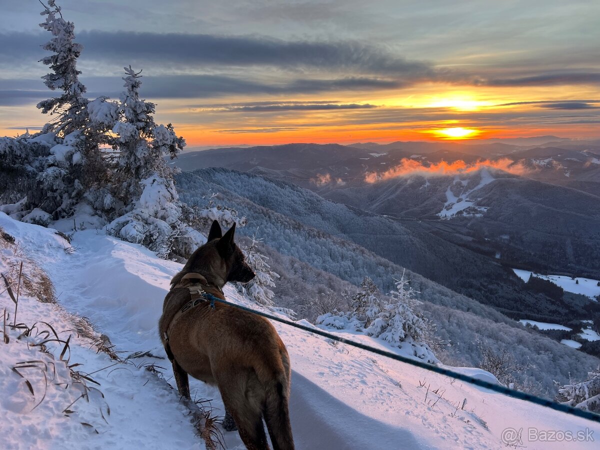 Belgický ovčiak malinois - 2