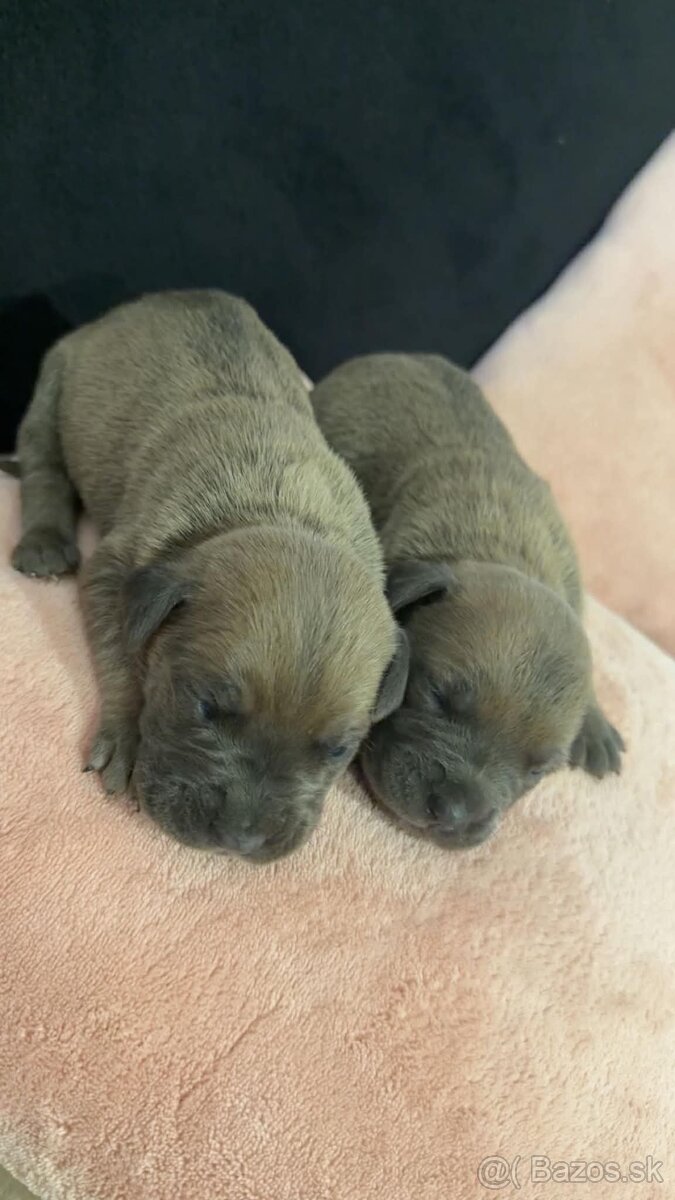 Cane corso - 2