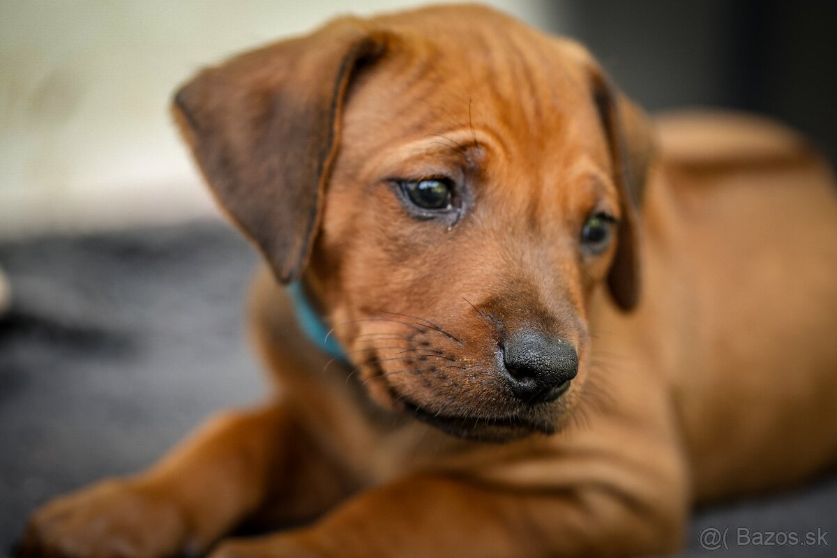 Rhodesian ridgeback - štěňátka s PP - 2
