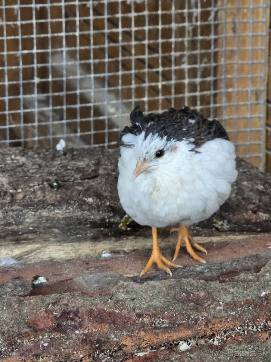 Čínska prepelica - 2