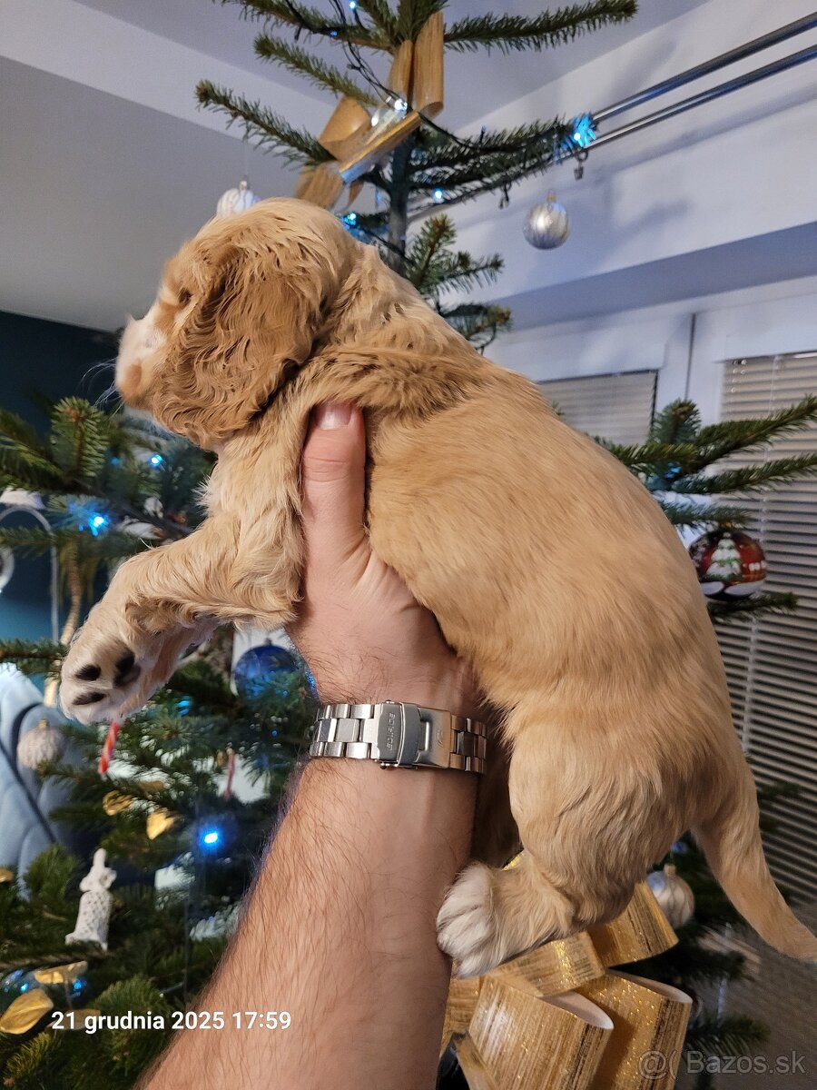 Anglický kokeršpaniel s rodokmeňom PL - 2