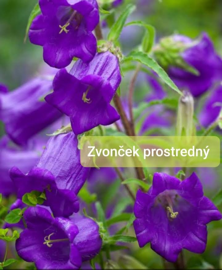 Semienka kvetov -rôzne druhy - 2