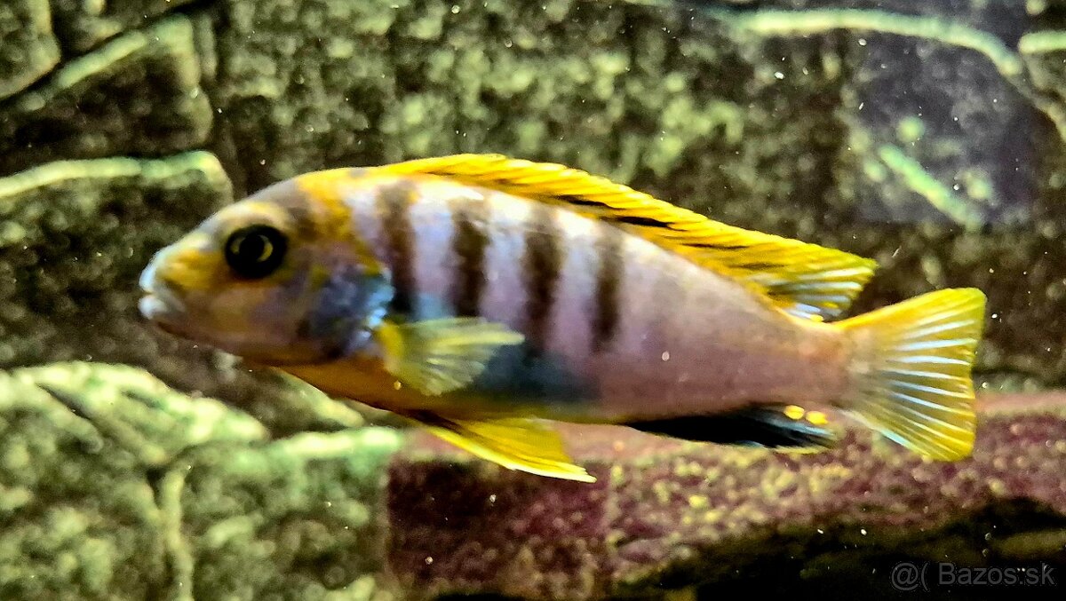 Africké cichlidy - 2