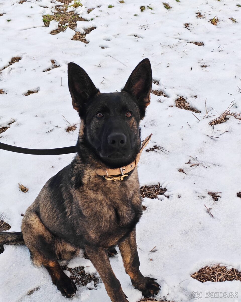 Nemecky Ovciak s pp - 2