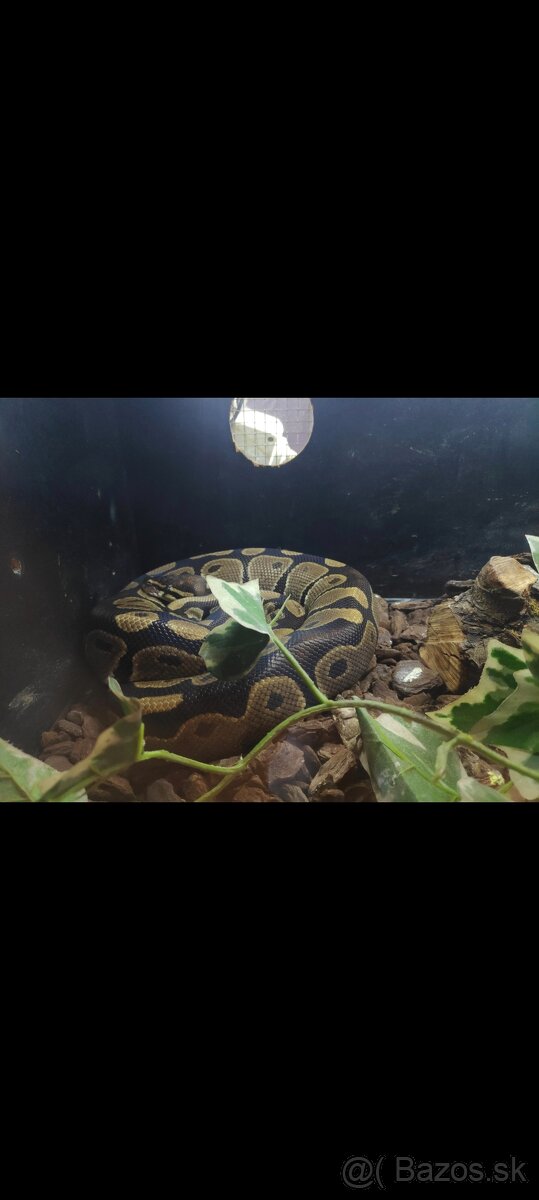 Python regius (Pytón Kráľovský) párik + tera - 2