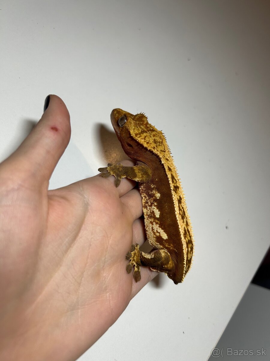 Pagekón Riasnatý - 2