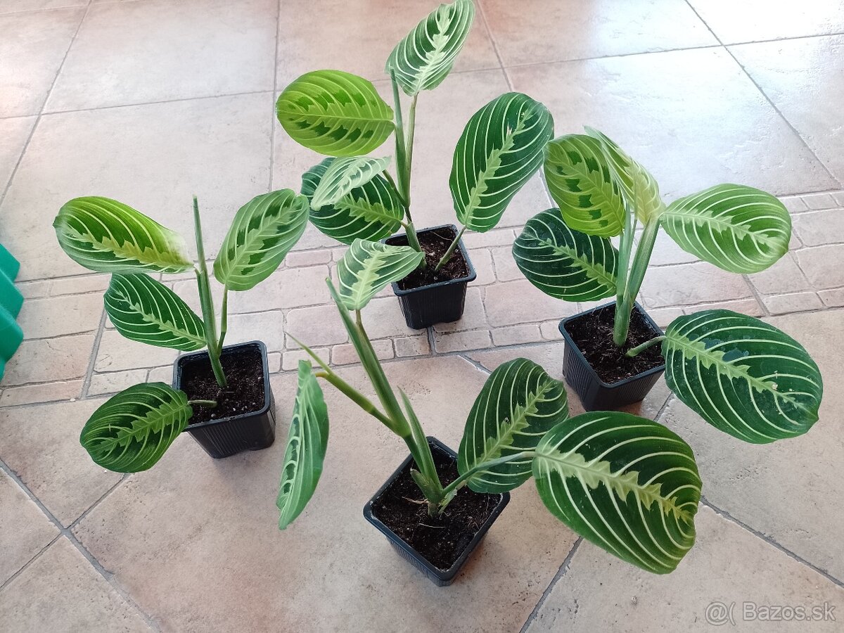 Marianna Fascinator 1ks/6€+posta - 2