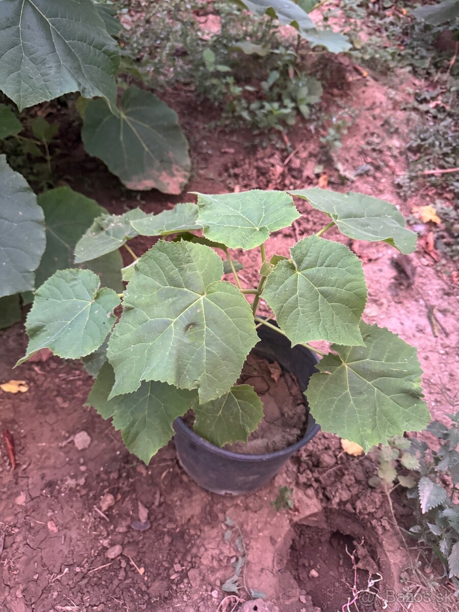 Paulownia - 2