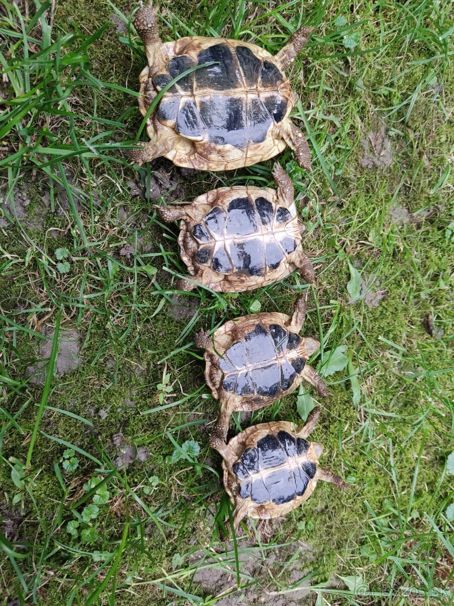 Predám testudo hermanni Puglie - 2