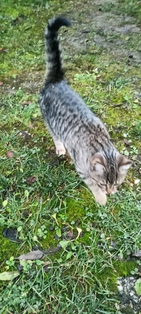 Darujem mačičku - 2