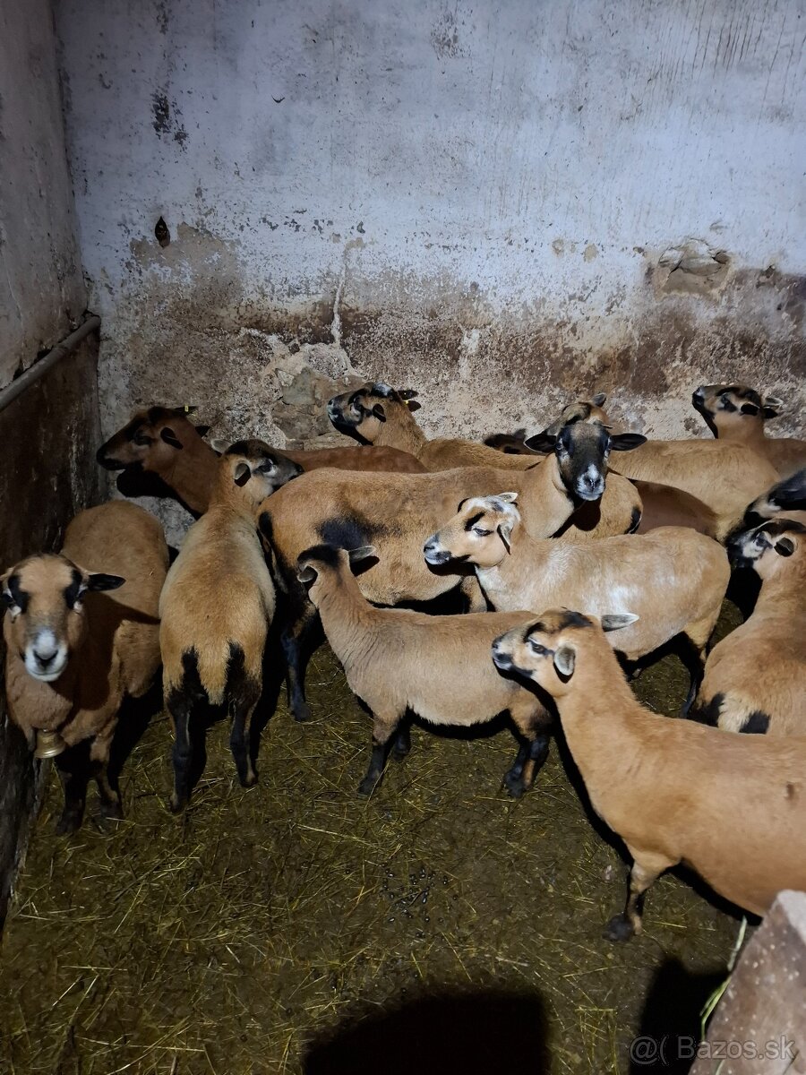Predám kamerúnske ovce - 2