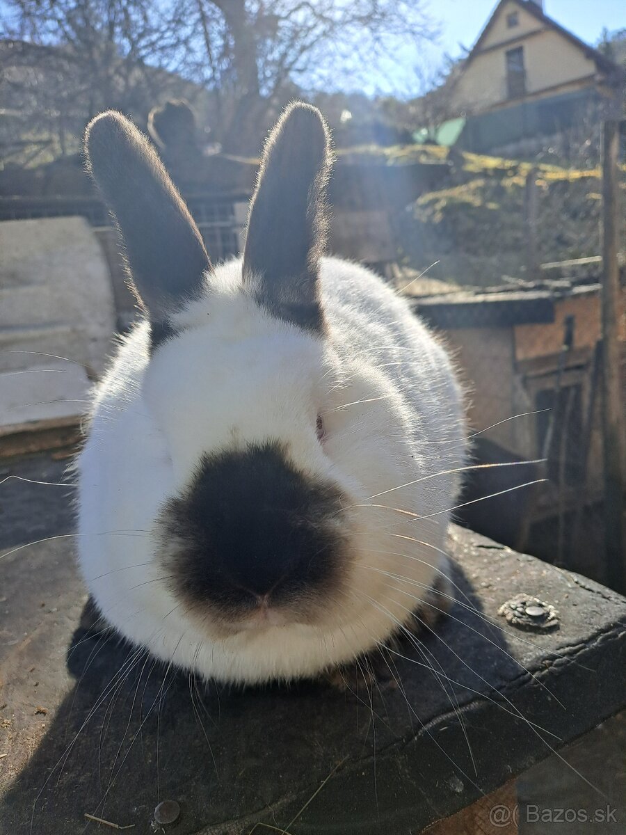 Kalifornske kraliky - 2