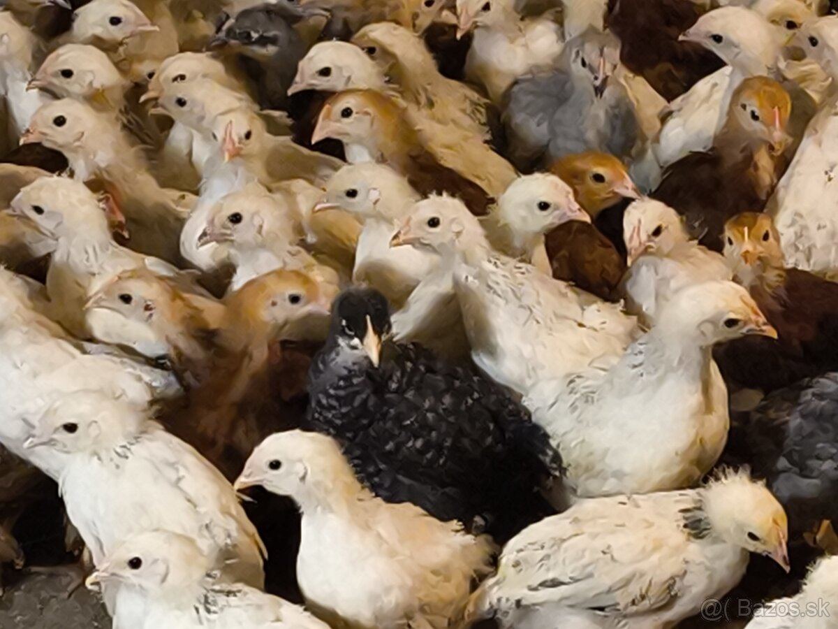 Kuričky DOMINNAT - 2