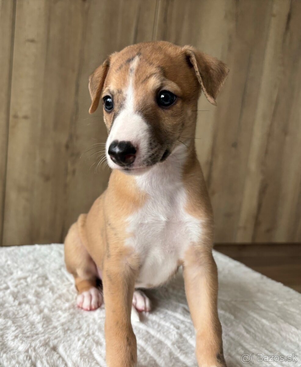 Šteniatka Vipet / Whippet - 2