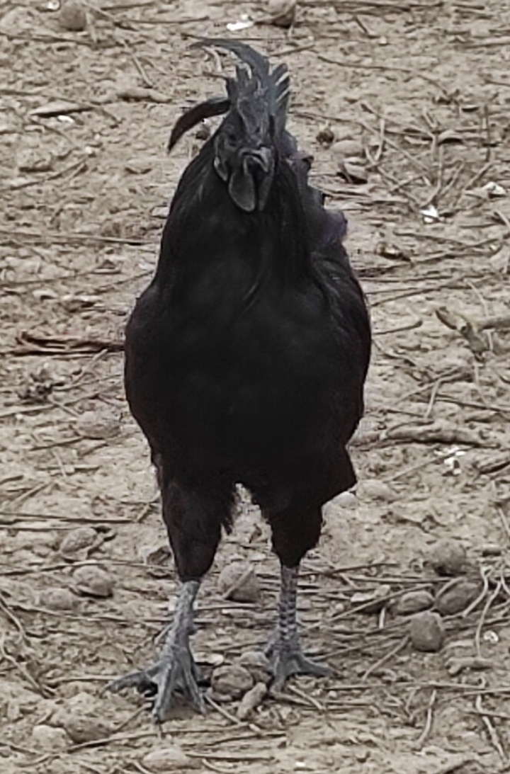 Ayam Cemani - 2
