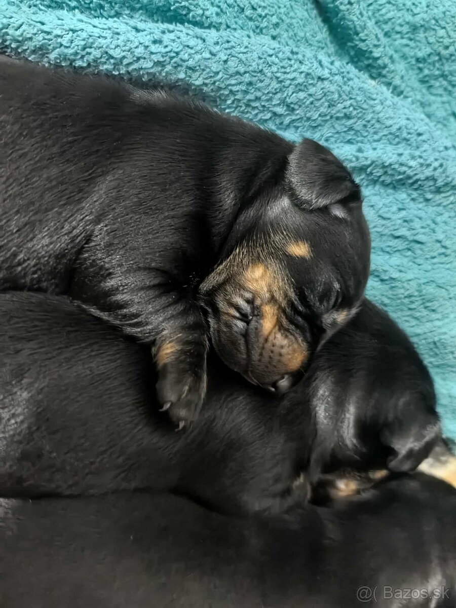 Predám šteniatka jazvečíka/Eladó tacskó kiskutyák - 2