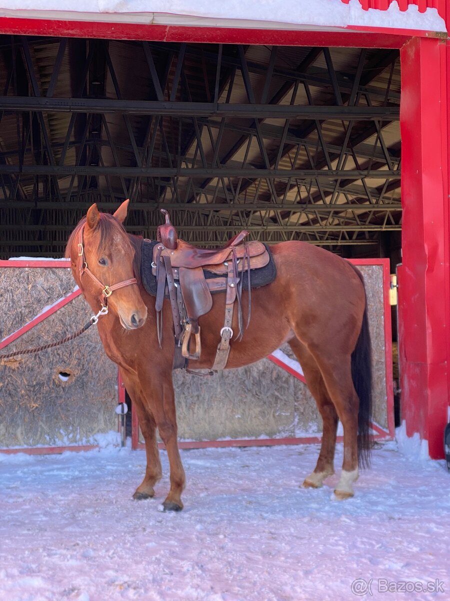 AQH žrebná kobyla na predaj - 2
