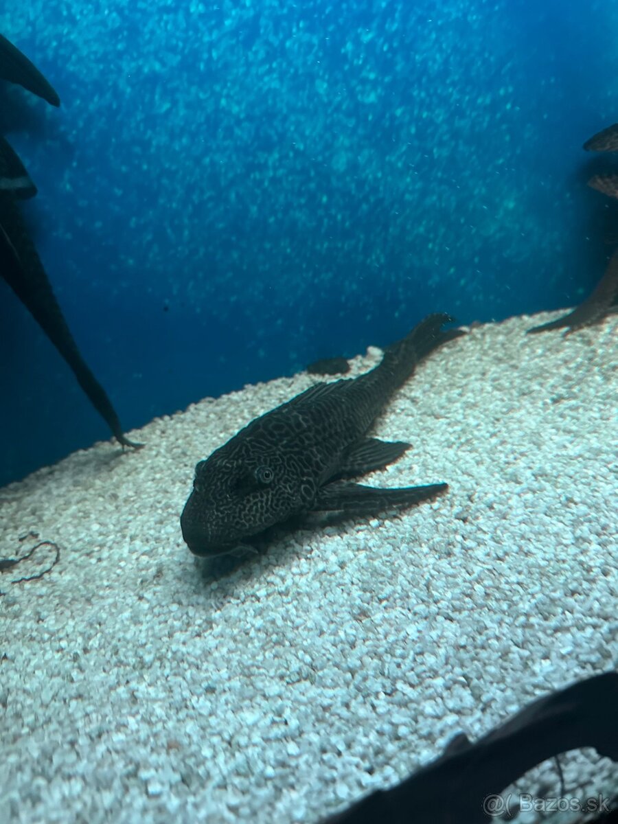 Predam prisavnikov - 2