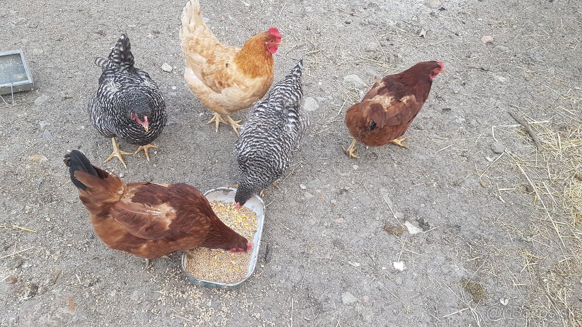 Domáce slepačoe vajíclčka - 2