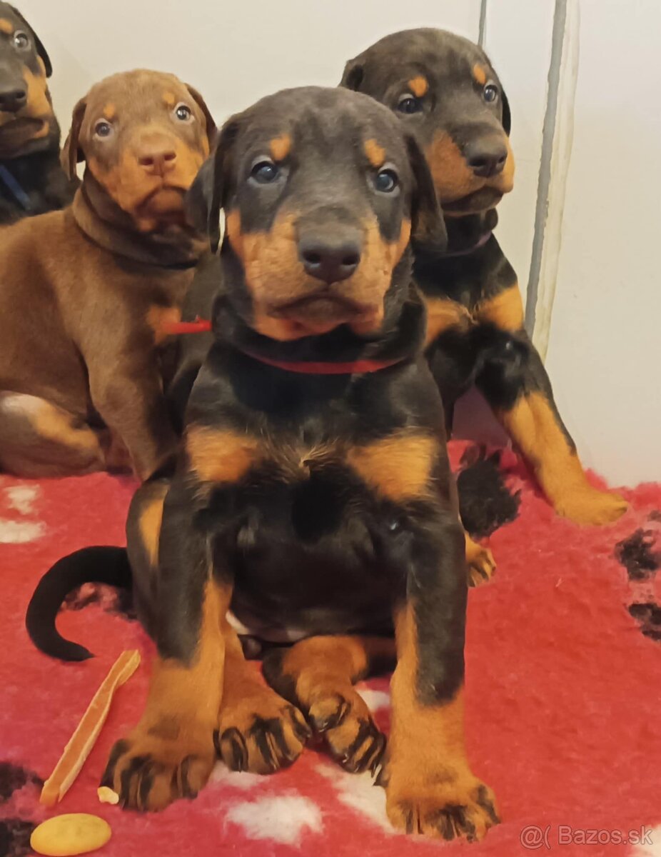 Doberman - kvalitní štěňata s PP - 2