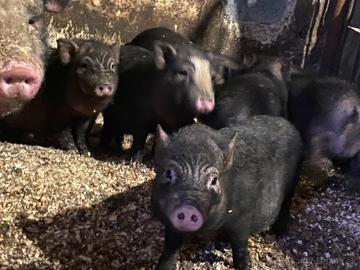 Vietnamské prasiatka - 2