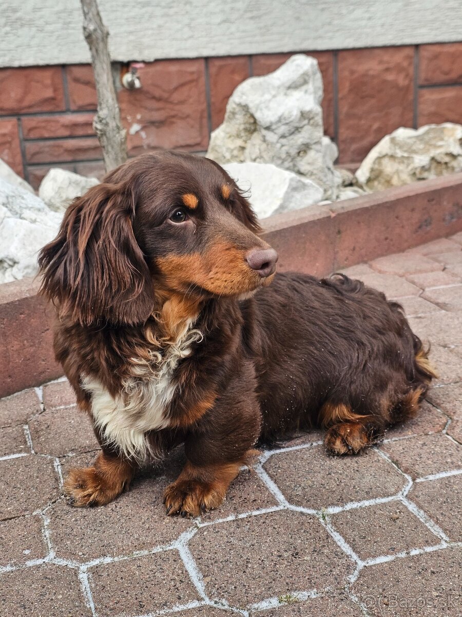 Jazvečík choco tan dlhovlasý psik - 2