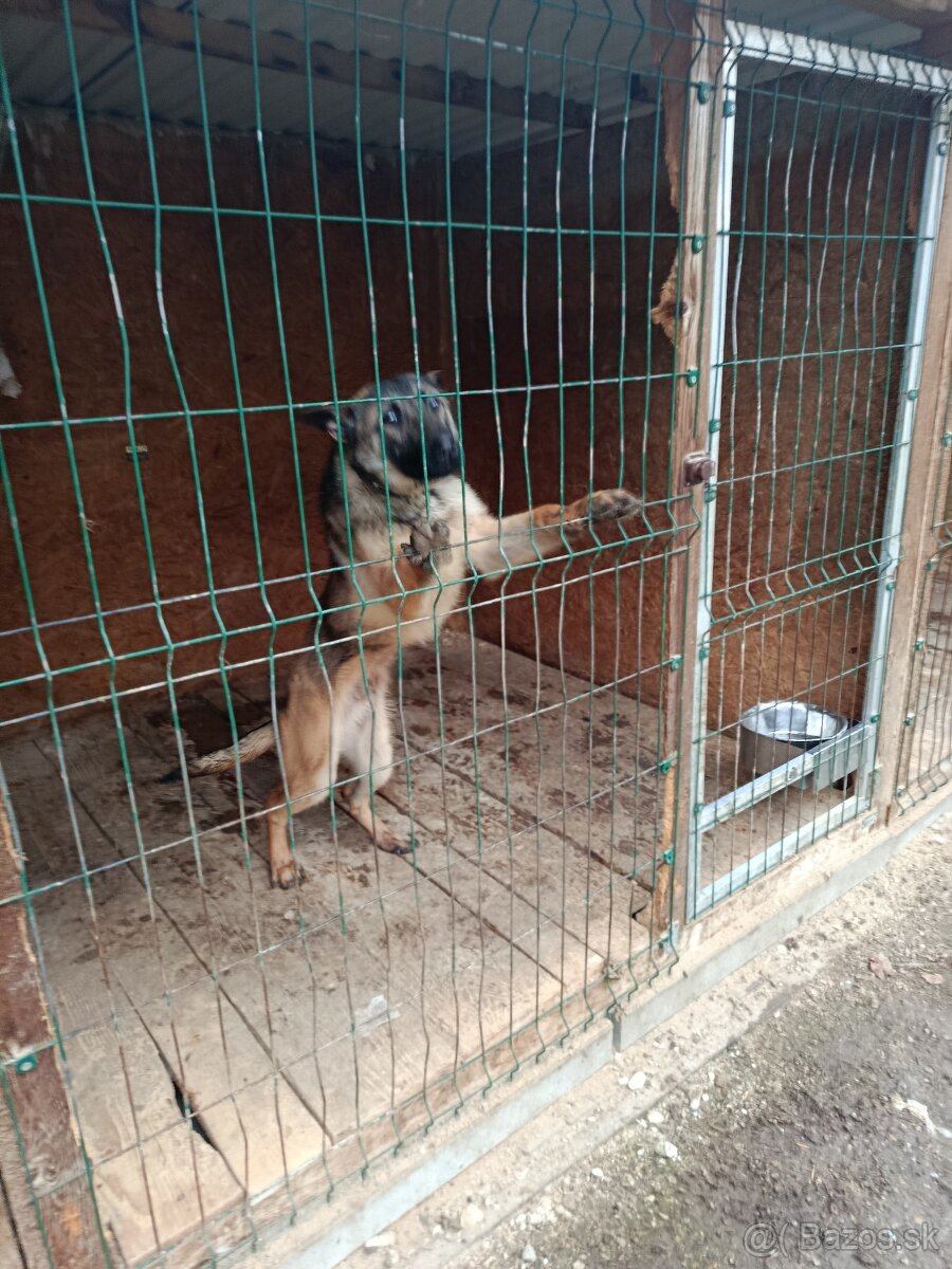 Belgický ovčiak malinois - 2